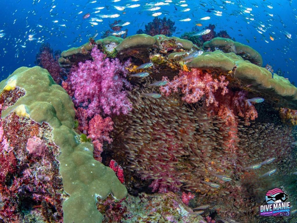 Khaolak Dive Resort Khao Lak Eksteriør billede