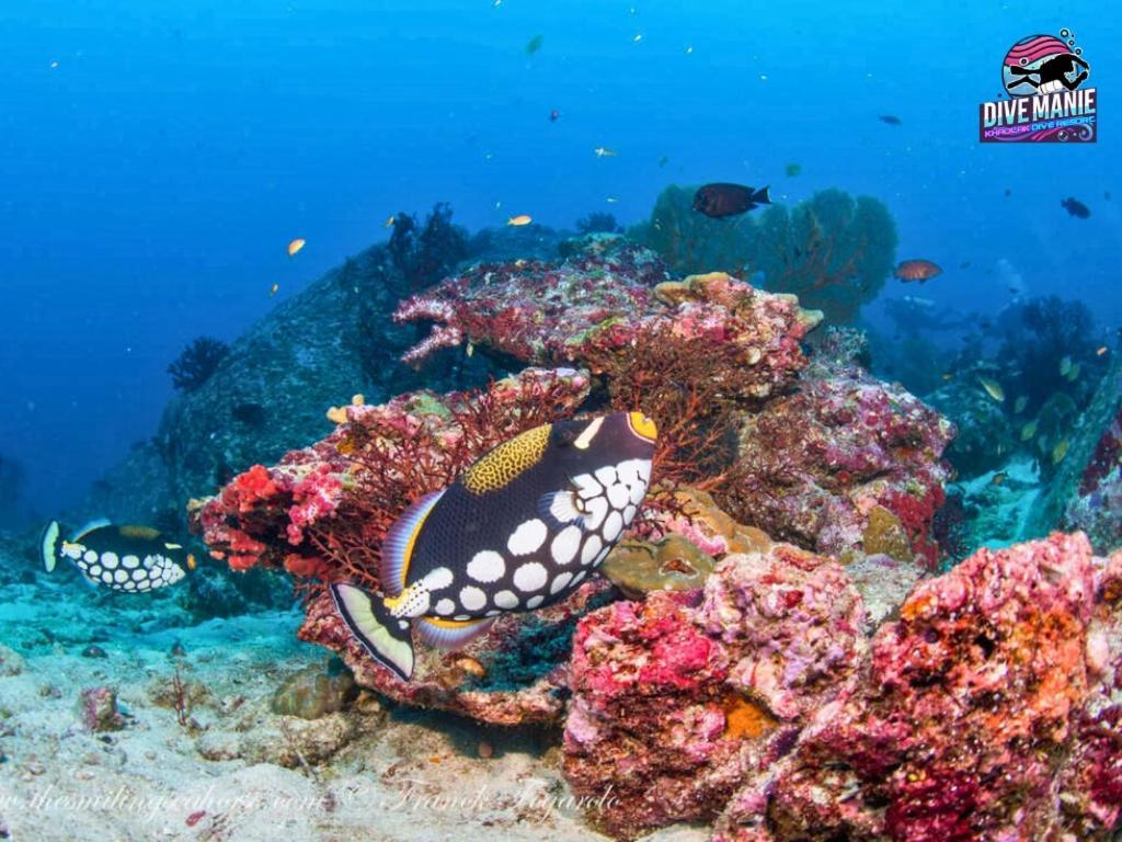 Khaolak Dive Resort Khao Lak Eksteriør billede